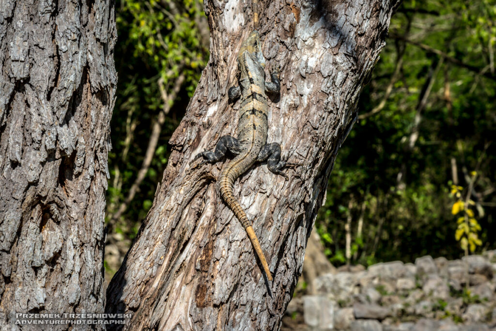 edzna tolok iguana legwan meksyk campeche ruiny majów maya ruins mexico przyroda natura nature