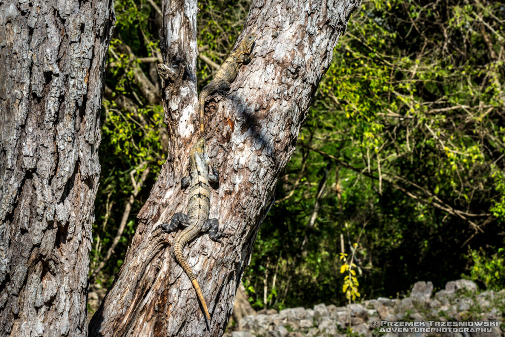 edzna tolok iguana legwan meksyk campeche ruiny majów maya ruins mexico przyroda natura nature