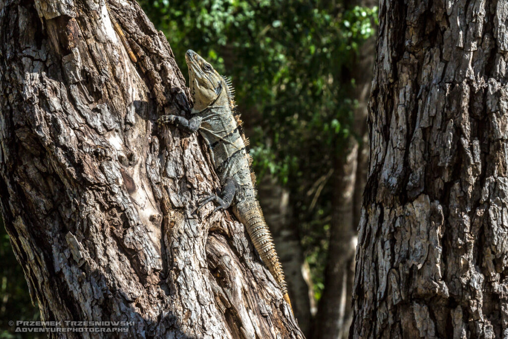 edzna tolok iguana legwan meksyk campeche ruiny majów maya ruins mexico przyroda natura nature
