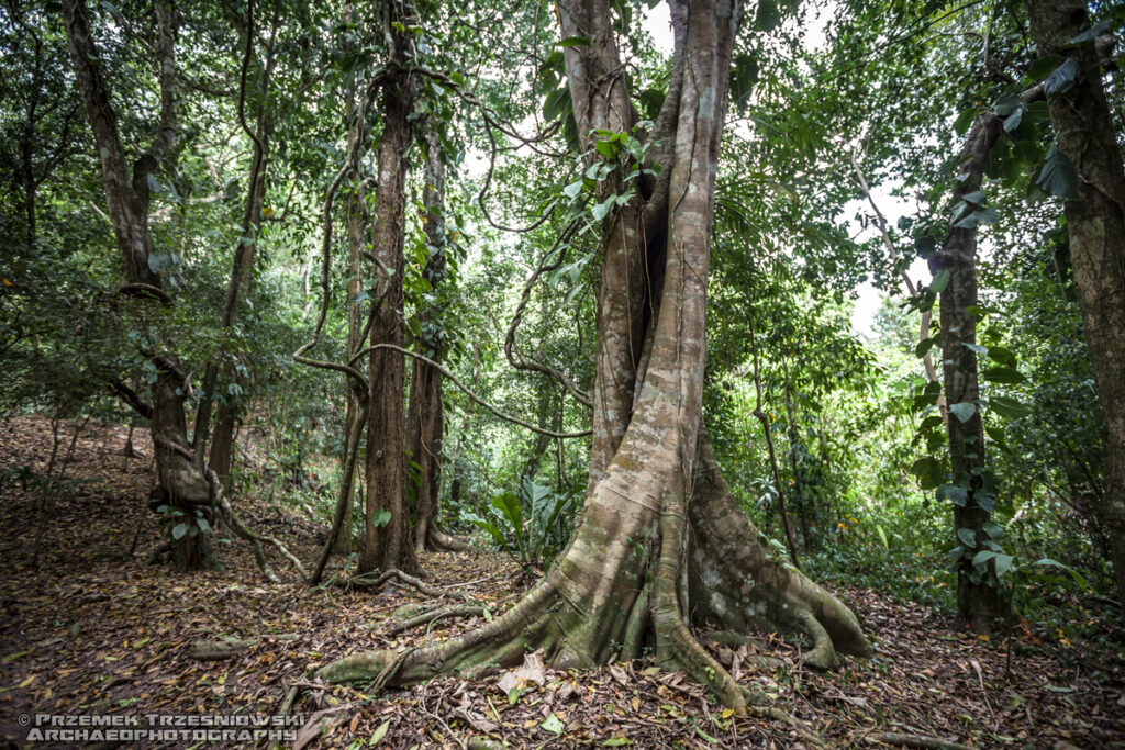 el pilar maya site stanowisko archeologiczne piramidy majów belize gwatemala guatemala