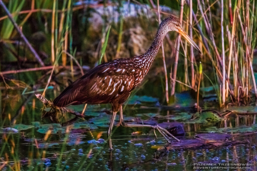 bekasnica aramus guarauna limpkin carrao courlan ptak bird jukatan meksyk yucatan mexico belize