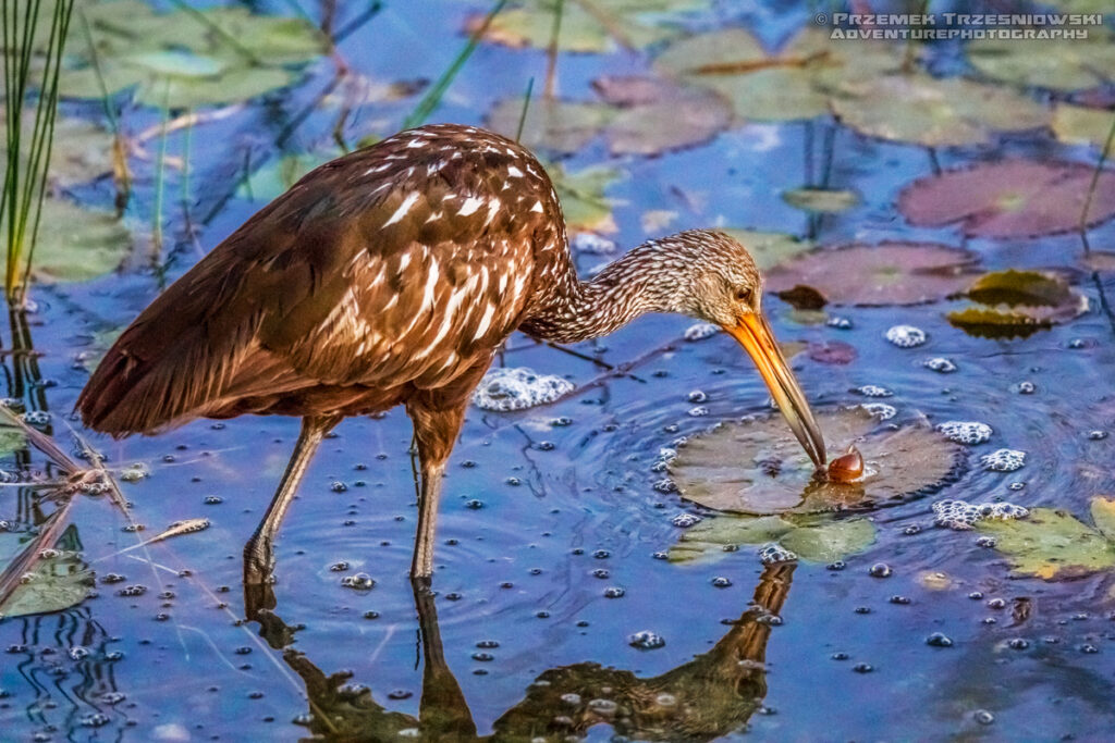 bekasnica aramus guarauna limpkin carrao courlan ptak bird jukatan meksyk yucatan mexico belize