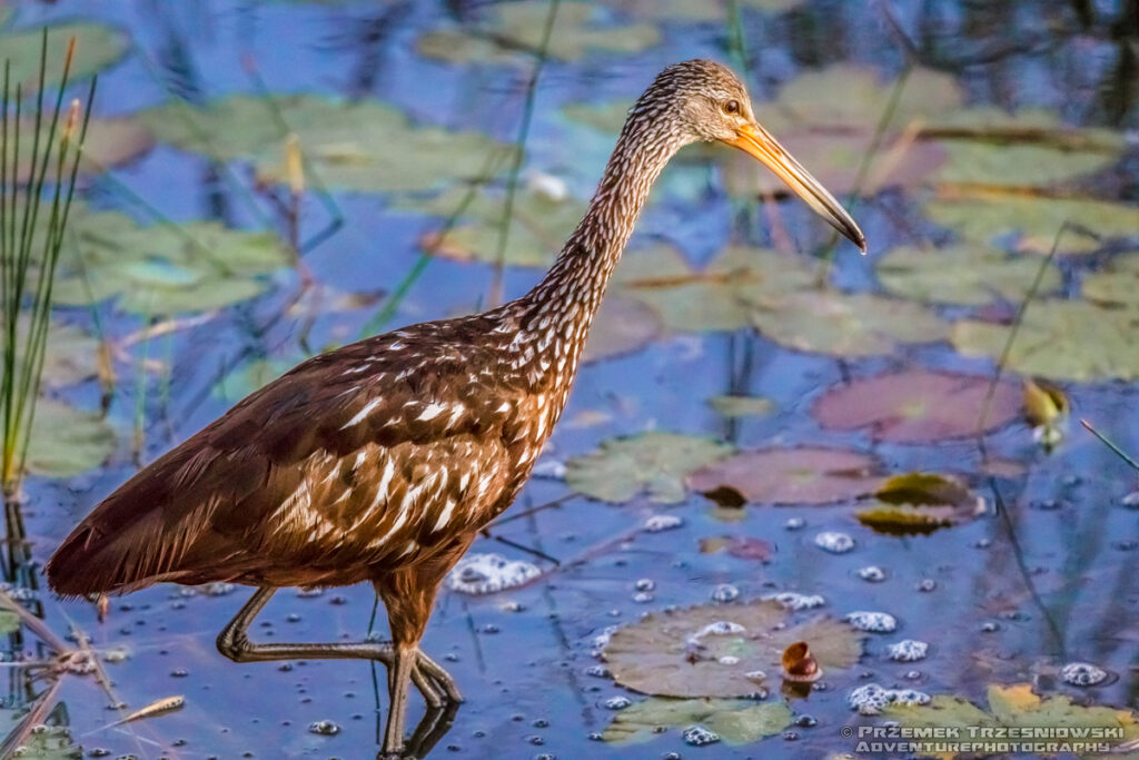 bekasnica aramus guarauna limpkin carrao courlan ptak bird jukatan meksyk yucatan mexico belize