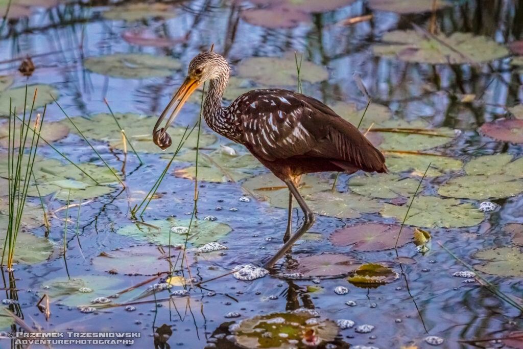 bekasnica aramus guarauna limpkin carrao courlan ptak bird jukatan meksyk yucatan mexico belize