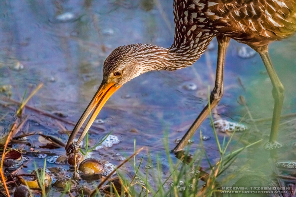 bekasnica aramus guarauna limpkin carrao courlan ptak bird jukatan meksyk yucatan mexico belize