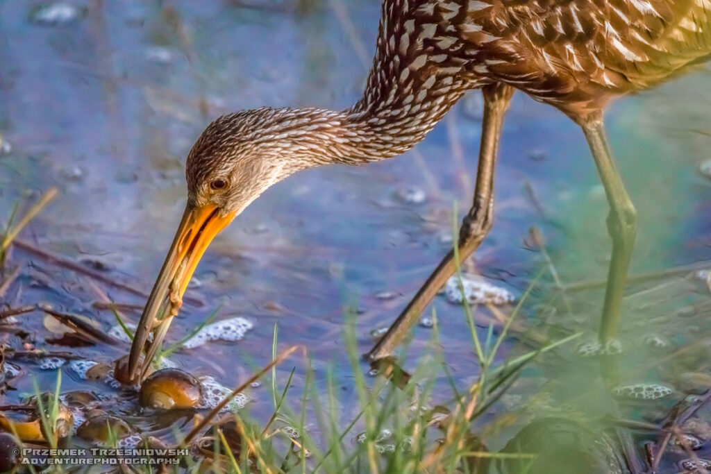 bekasnica aramus guarauna limpkin carrao courlan ptak bird jukatan meksyk yucatan mexico belize