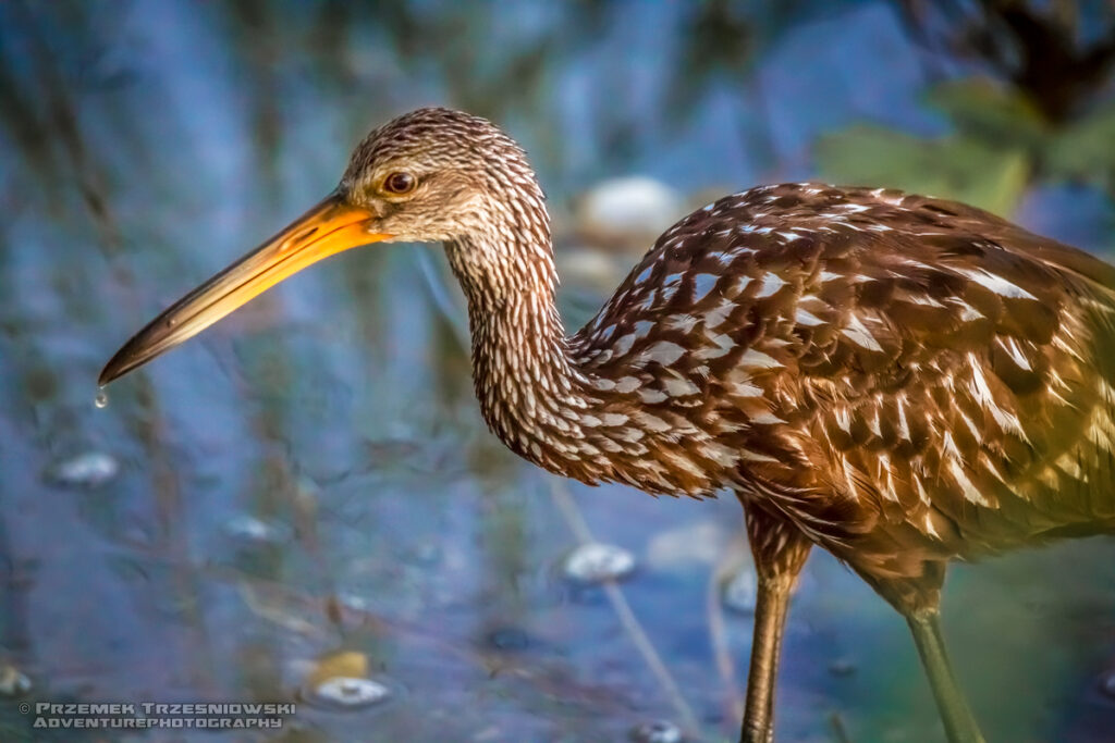 bekaśnica aramus guarauna limpkin carrao courlan ptak bird jukatan meksyk yucatan mexico belize
