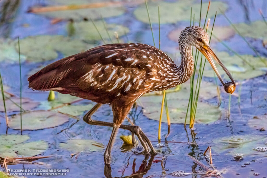 bekaśnica aramus guarauna limpkin carrao courlan ptak bird jukatan meksyk yucatan mexico belize