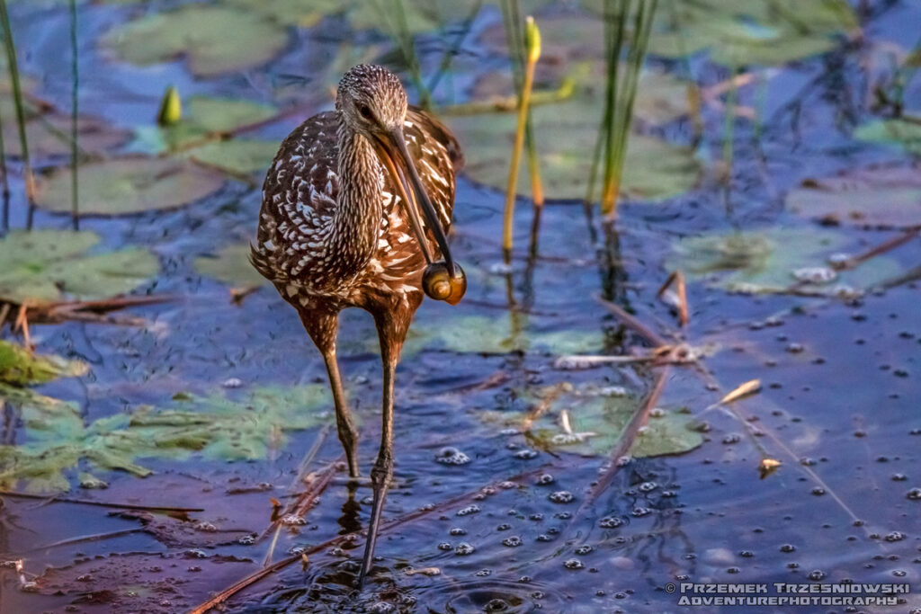 bekasnica aramus guarauna limpkin carrao courlan ptak bird jukatan meksyk yucatan mexico belize