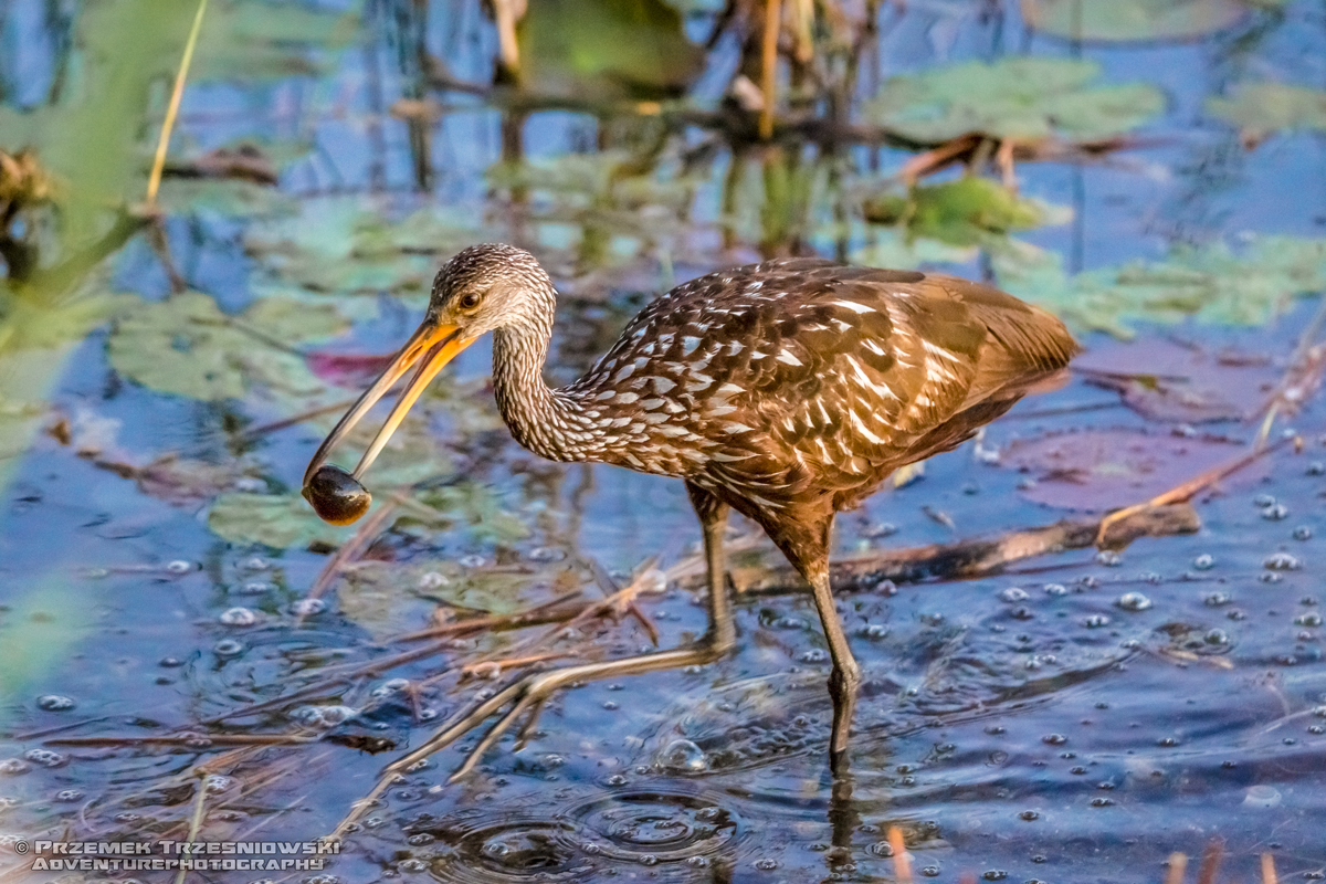 bekasnica aramus guarauna limpkin carrao courlan ptak bird jukatan meksyk yucatan mexico belize