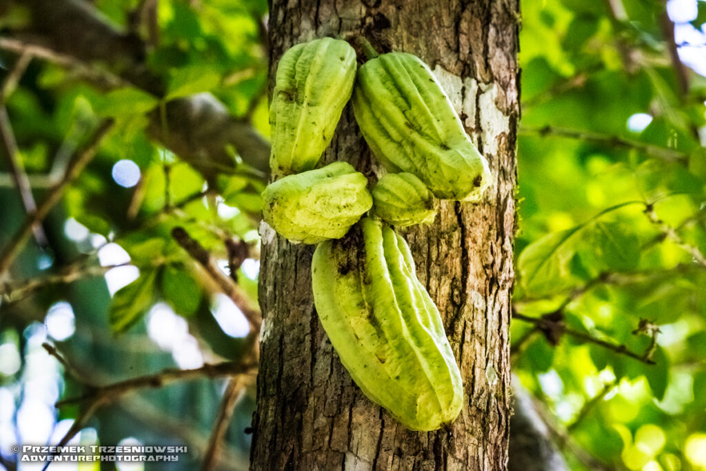 parmentiera kolczasta acueleata owoc cuajilote guajilote huachilote belize fruit
